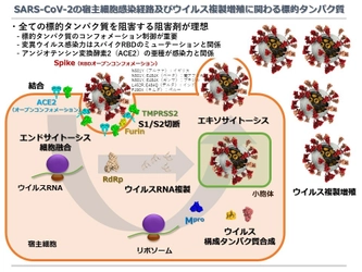 ハミガキなどに使われる成分が 口腔内における新型コロナウイルスの主要感染経路を阻害