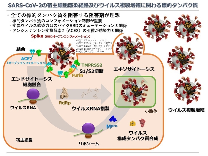 新型コロナウイルス感染経路