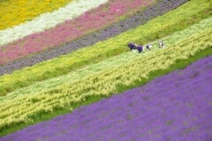 第6回海道撮影ポイントランキング年間グランプリ展 準グランプリ受賞作品 収穫/たか