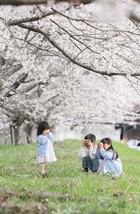 兵庫県三田市「三田さくら物語」プロジェクト　 「さんだ桜まつり2025」を令和7年3月30日に開催！