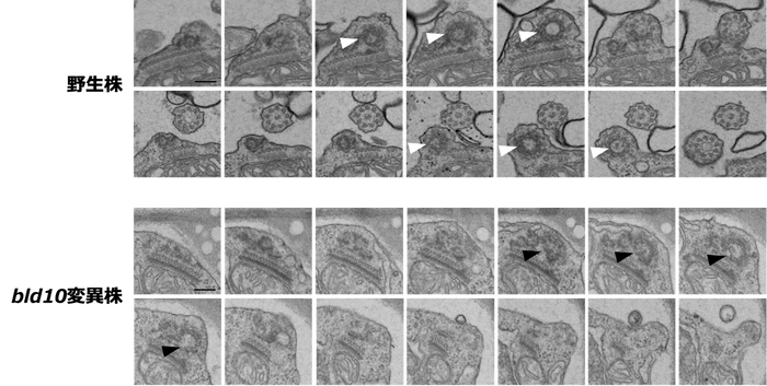 図2. ゼニゴケ精子における連続切片電子顕微鏡像