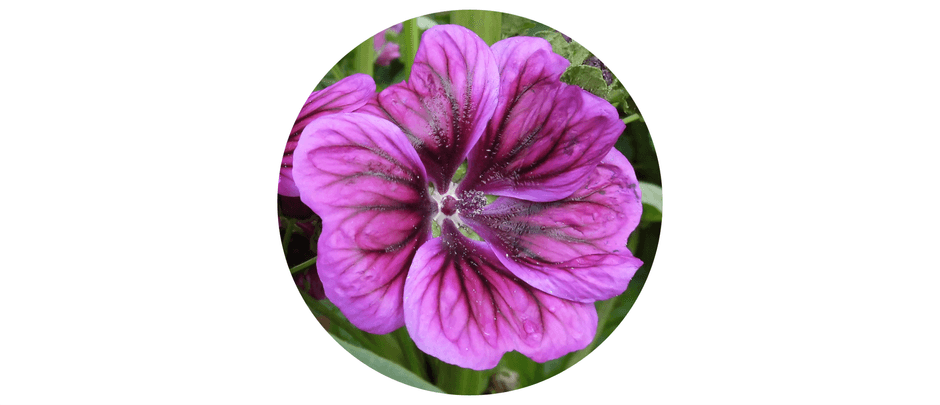 ウスベニアオイ