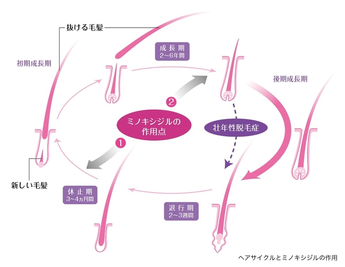 ミノキシジルの作用・効果