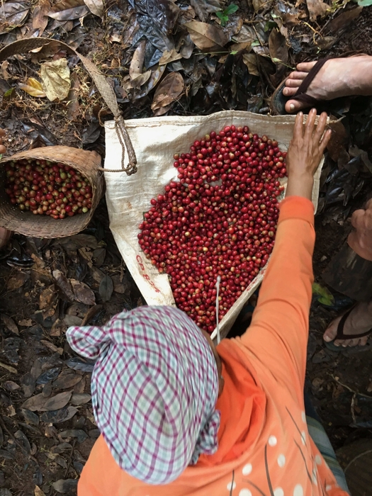 コーヒー豆の画像 2