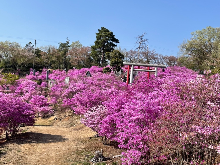 古瀬間御嶽神社(コバノミツバツツジの群生)