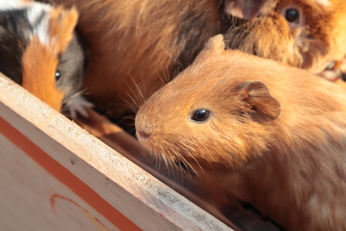 モルモットイメージ