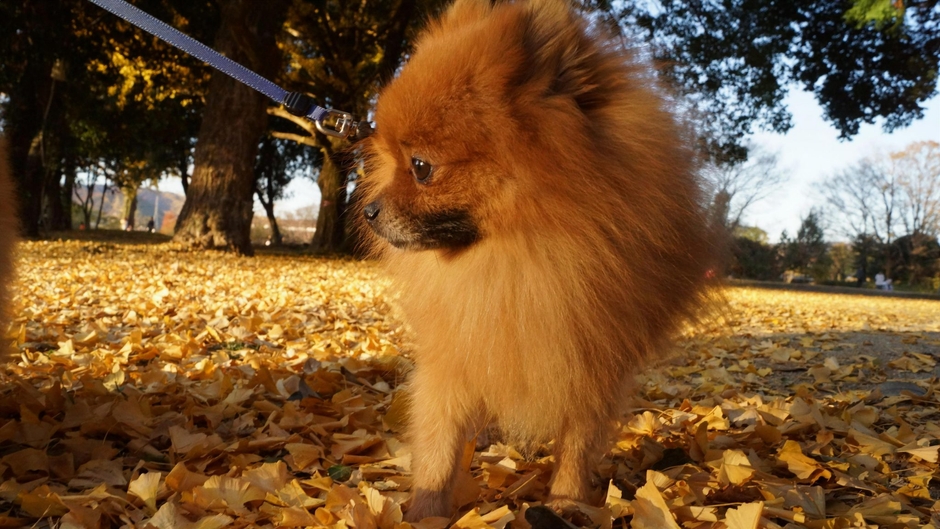 ポメラニアンのお散歩で注意しなければいけない点はいくつかあります。当てはまっている場合は改善が必要です!