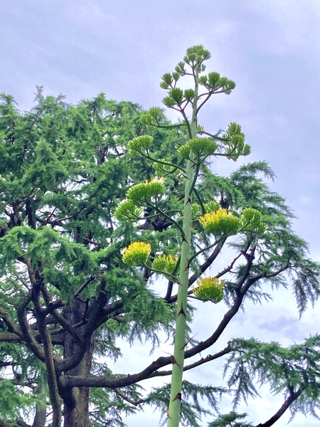 下部のつぼみから花を付け始めたアオノリュウゼツラン（日比谷公園にて2024年7月11日撮影）