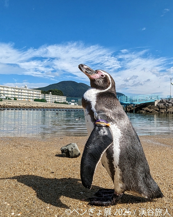 ペンギン 展示作品：渓谷旅人