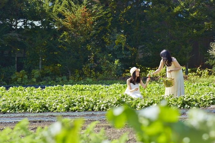 　写真はイメージです