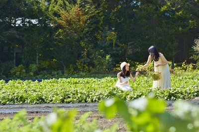 写真はイメージです