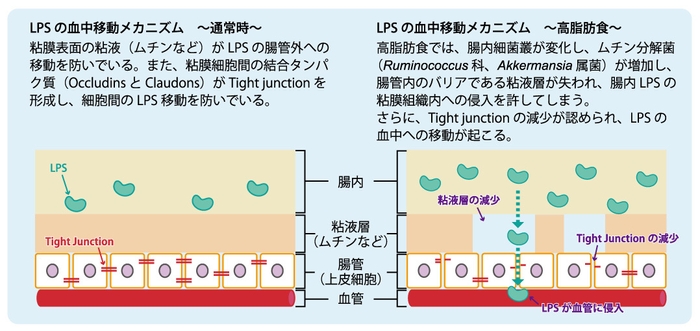 LPSの血中移動