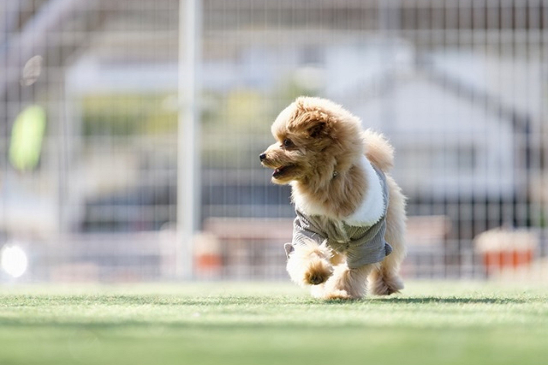 静岡・西伊豆の愛犬宿×土肥金山コラボキャンペーン実施　ドッグラン利用料が半額に｜2026年9月30日まで

