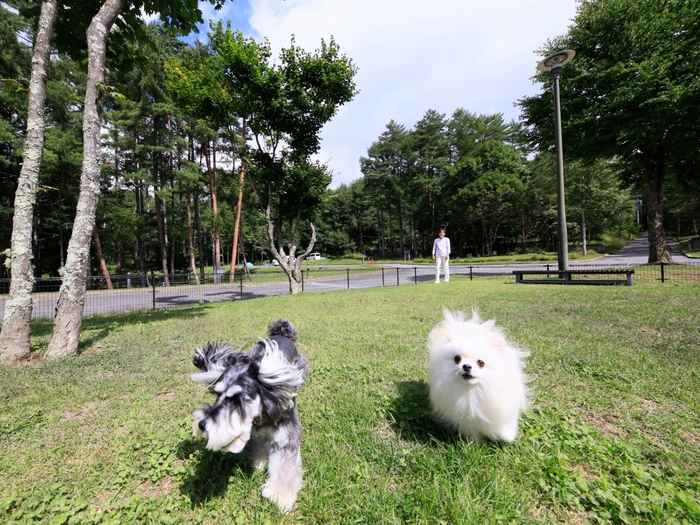 豊富なドッグラン