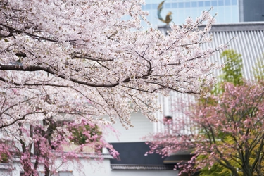 日本の国花「桜」を歴史と共に愛でる　 ホテル雅叙園東京の春は桜尽くし　 五感で春を感じるさくらアートからグルメまで　 ホテル雅叙園東京の“桜のおもてなし”3月より開催