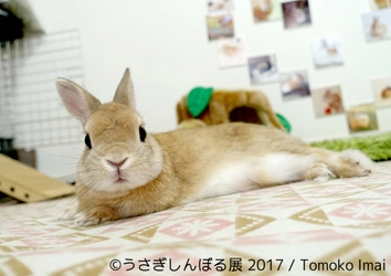 インスタ界“神うさぎ”などモフ＆モキュ作品300点展示予定！ 「うさぎしんぼる展 2017」9月8日～10月9日浅草橋で開催