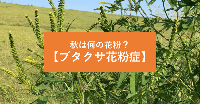 【8月9月10月の花粉】「ブタクサ花粉症」とは?飛散ピーク、症状の特徴、おすすめ花粉症薬、対策法