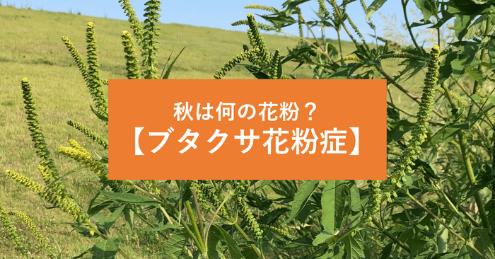 【8月9月10月の花粉】「ブタクサ花粉症」とは？飛散ピーク、症状の特徴、おすすめ花粉症薬、対策法