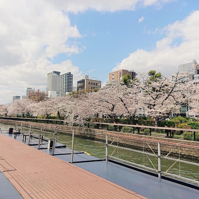 ひまわり　風景