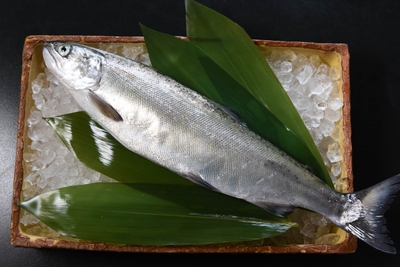ビワマス(イメージ)