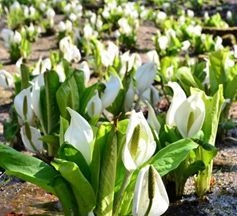 六甲高山植物園　花とお酒を楽しむ　ミズバショウまつり 3月31日(土)より開催！