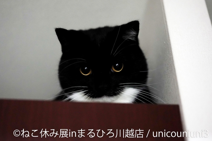 展示作品：unicouniuni3