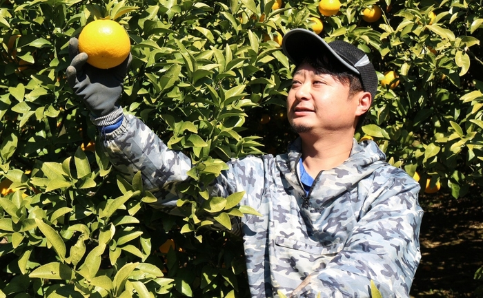 愛媛夏みかん農園