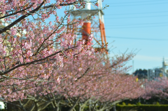 常磐共同火力 勿来発電所の河津桜