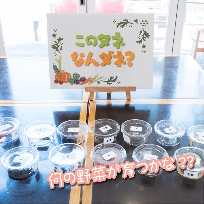 このタネなんダネ?