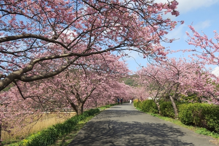 「河津桜まつり」