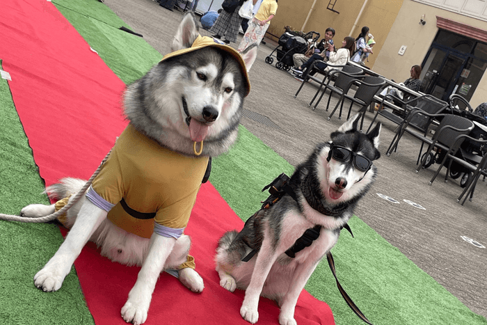 わんちゃん集まれ