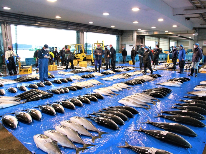 氷見漁港に並べられるひみ寒ぶり