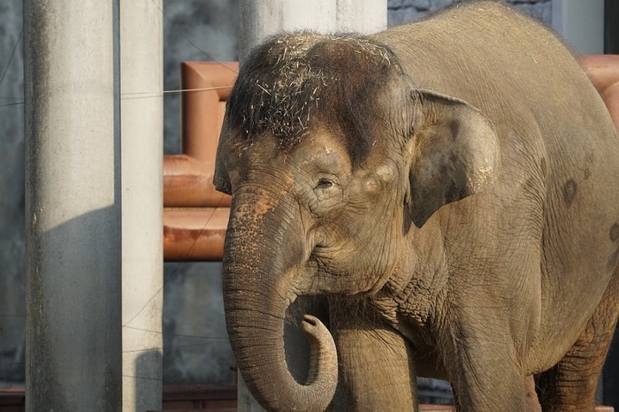 福山市立動物園の日本で唯一のボルネオゾウ「ふくちゃん」