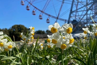 【葛西臨海公園】約5万7千球のスイセンの開花に合わせて「水仙まつり」を2/7・2/8に開催