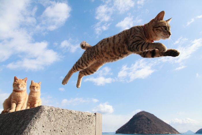 猫写真13