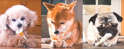 現代犬がストレスなく幸せに暮らすために必要なことは?
