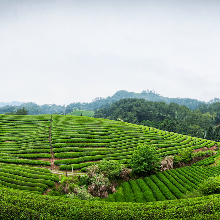 中国 福建省 茶畑