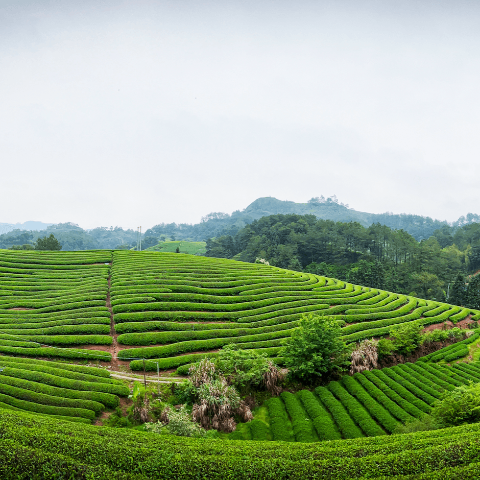 中国 福建省 茶畑