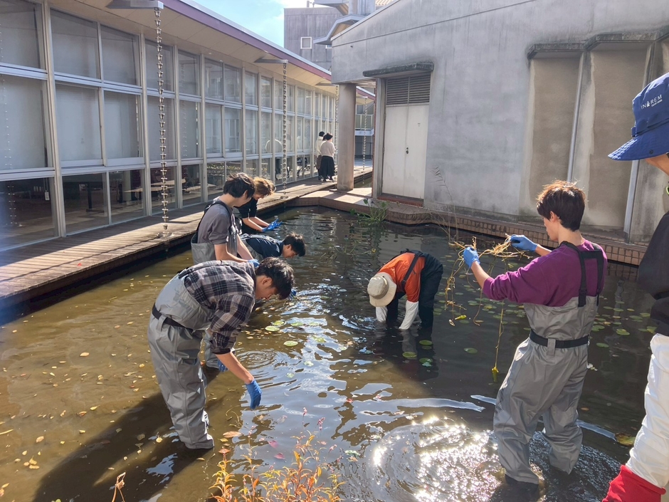 ビオトープにアサザを移植する学生たち(生命科学部・渡邉黎也研究室提供)