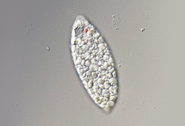 パラミロン高含有のユーグレナ(EOD-1株)
