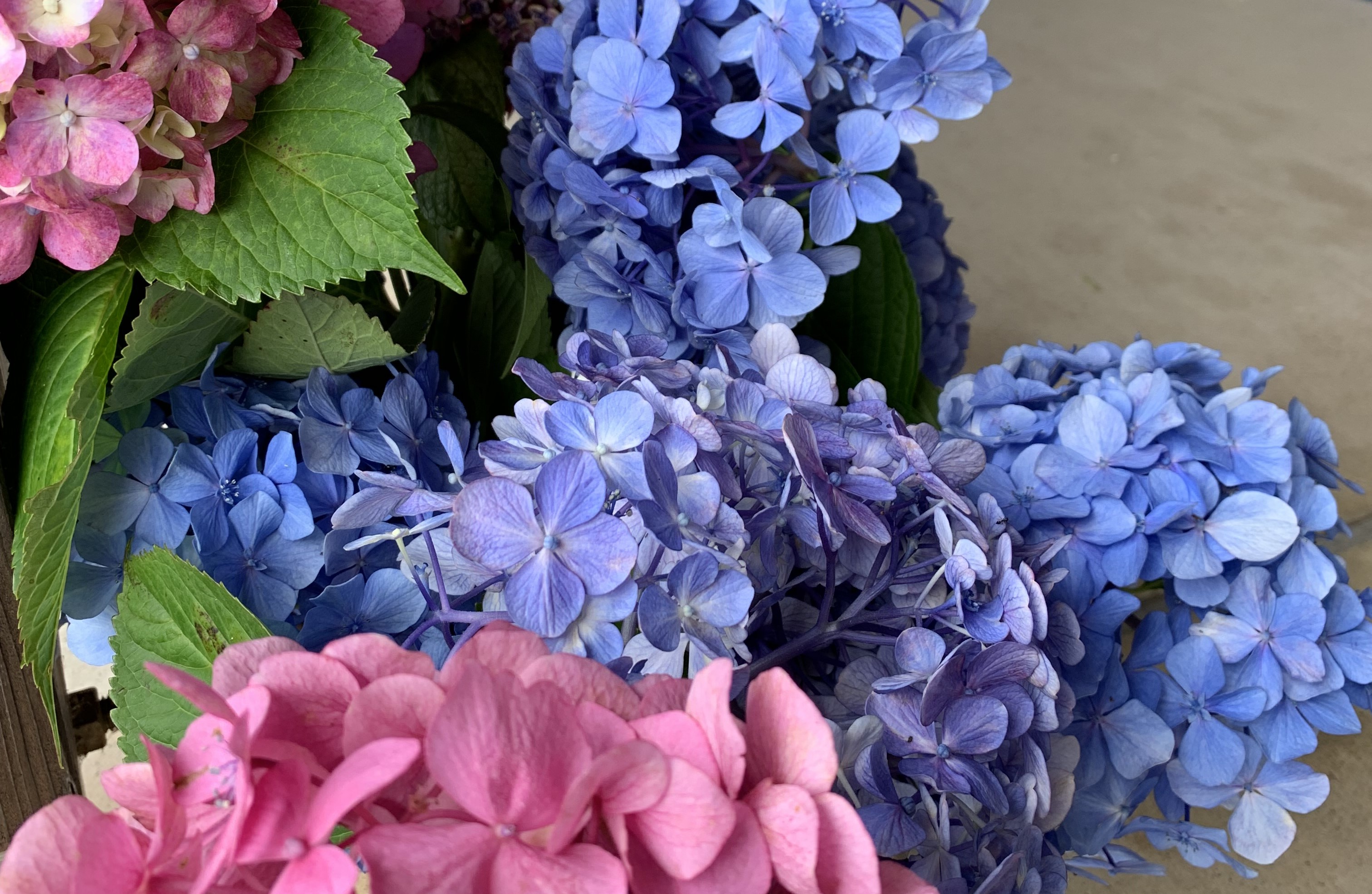 もう一度輝ける場所を!イベント終了後に剪定されたあじさい約500本が、陶芸文化施設射水市陶房「匠の里」を華やかに彩る