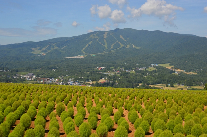 西日本最大級1万株のコキア