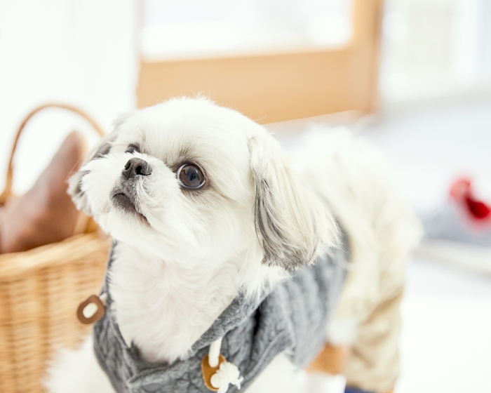 愛犬と遊びながら撮れる自然派写真 5