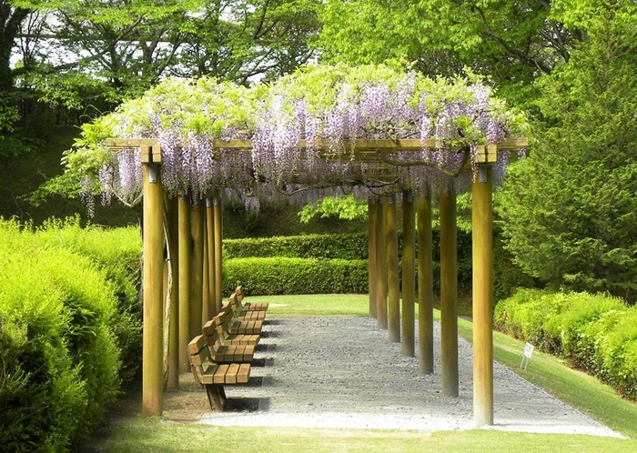 庭園の藤棚　例年は4月下旬に開花