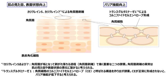 図２. カリクレイン5、カリクレイン7およびトランスグルタミナーゼ1の肌での働き