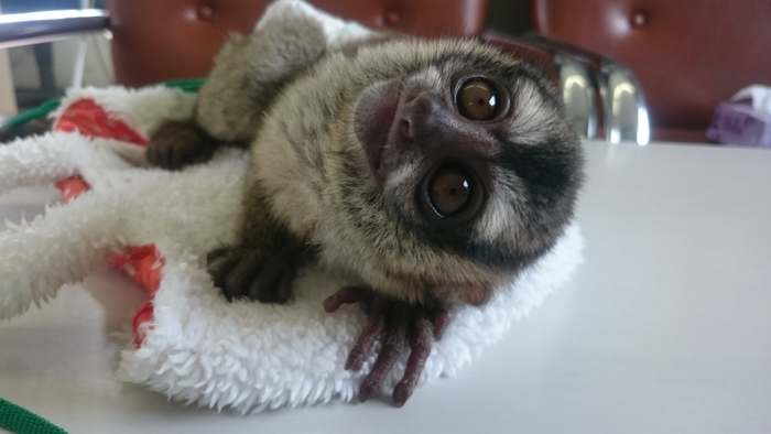 赤ちゃんヨザル ハナちゃん