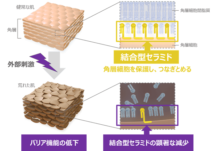 「セラミドと肌のバリア機能の関係」に関する研究成果の概要（イメージ）