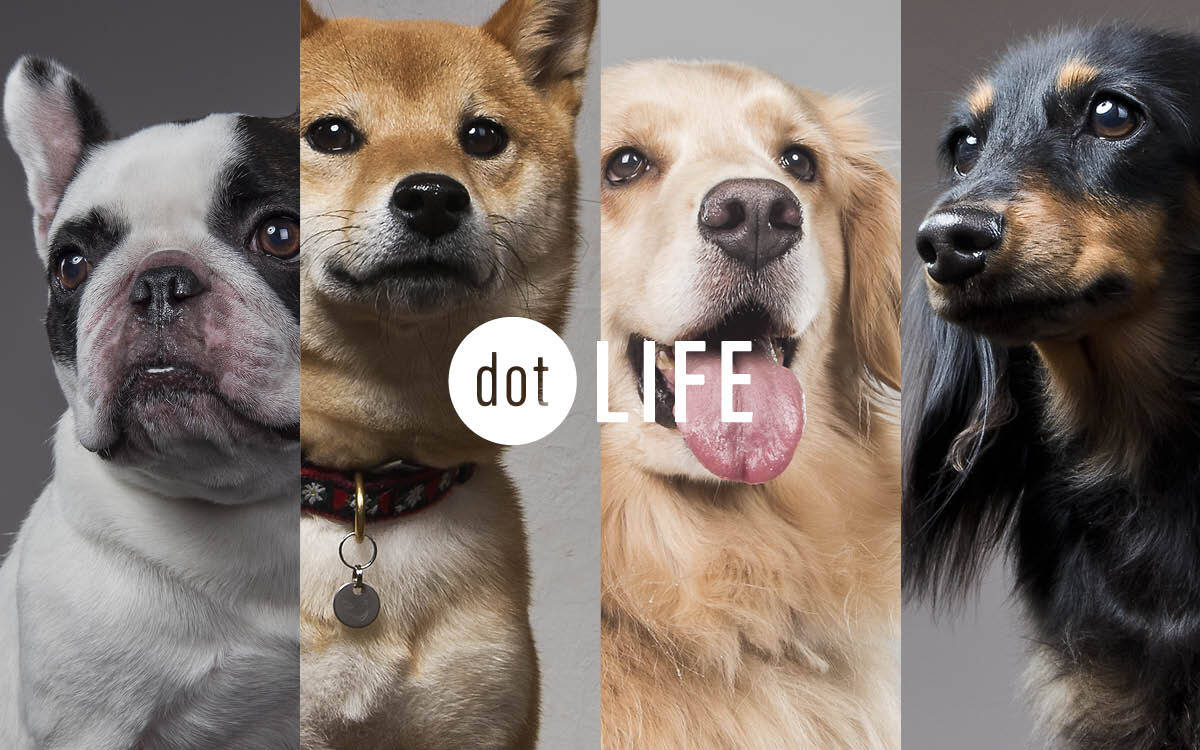 rakanu、犬種特化メディアのポータルサイト「dot LIFE」をオープン