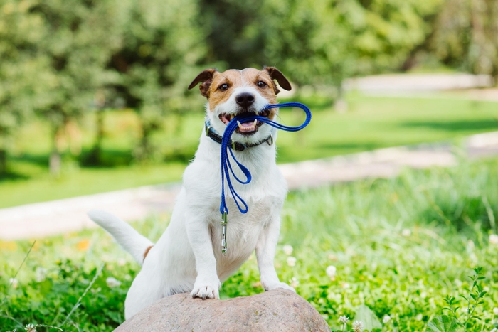 犬の散歩時に便利なグッズをご紹介します！