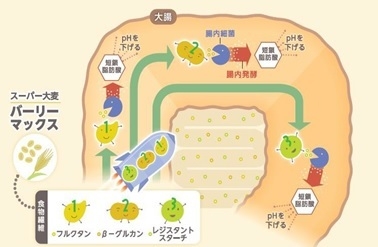 腸の奥まで届く